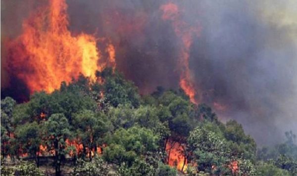 Divjakë | Dyshohet se ndezi zjarr në fshatin Kryekuq, kapet në flagrancë dhe shoqërohet në Komisariat, 29-vjeçari